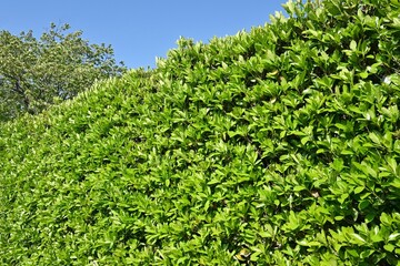 The sweet viburnum tree hedges. Viburnaceae evergreen tree.   It has the effect of preventing the spread of fire and is used for fire prevention hedges.