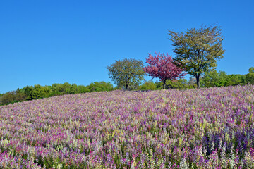 Snapdragons at Hachiojiyama park in Gunma prefecture, Japan