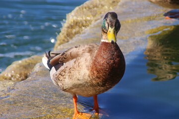 Mallard duck on the lake
