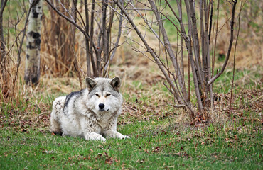 Obraz premium Gray Wolfdog resting - Canada