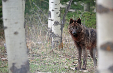 Beautiful black wolf - Canada