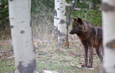 Fototapeta premium Black wolf between bitch trees - Canada