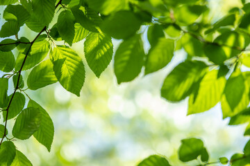 Fototapeta na wymiar 新緑の木々の葉