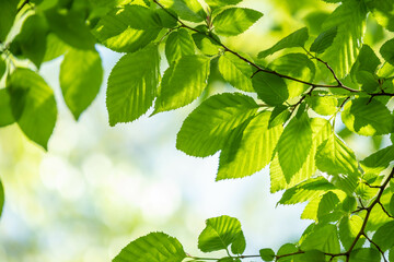 Fototapeta na wymiar 新緑の木々の葉
