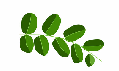 Vector illustration, Moringa branch with dense leaves. Can be used as herbal medicine.