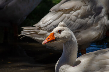 Goose in the lake