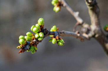 Small spring green bud on branch of tree