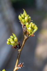 Small bud with young green leaves on twig of tree