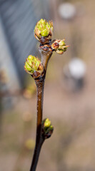 Small spring green bud on branch of tree