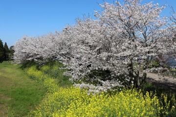 立岡自然公園　桜と菜の花