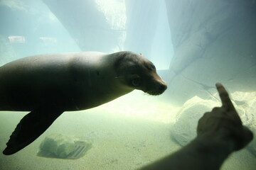 Naklejka premium FOCA