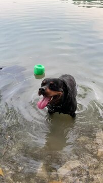 Dog rottweiler in the lake panting hard with tongue out after swim. Close up view.