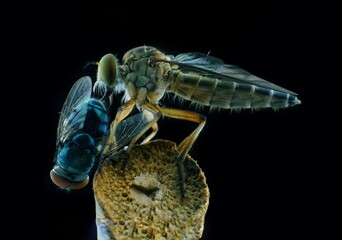 Robberfly with prey