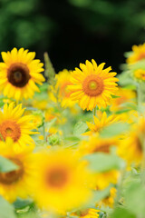 向日葵の絨毯（但東ひまわり祭り）