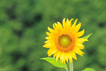 向日葵の絨毯（但東ひまわり祭り）