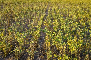 Medium view of a drought-stricken soybean field in Santa Fe, Argentina.