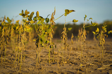 Closeup of soybean plants damaged by drought