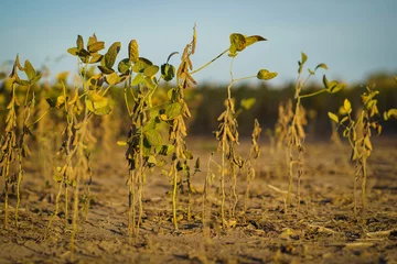 Deurstickers Closeup of soybean plants damaged by drought © Patricio