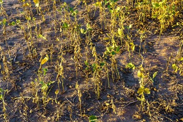 Closeup of a soy field damaged by drought-