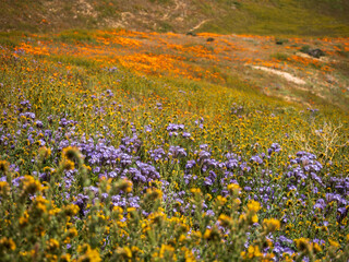 Yellow, Purple and Orange flowers in California Superbloom