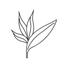 leaves illustration vector design