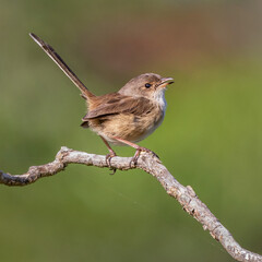 Female Superb Fairywren (Malurus cyaneus) perched on a branch - Byron Bay, NSW, Australia