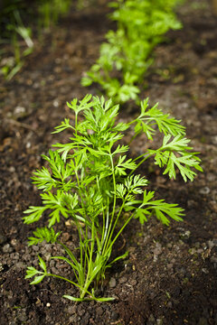 Young carrot plants growing in row (Selective Focus)