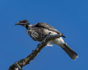 Noisy Friarbird (Philemon corniculatus) perched on a branch - Byron Bay, NSW, Australia