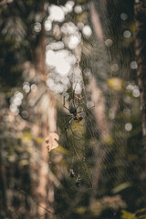 spider on the web, Mossman Gorge, Queensland