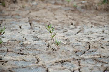 plant growing in soil