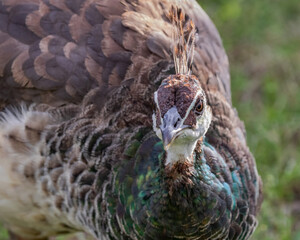 Portrait of a Peahen (Pavo cristatus) - a species from India which was brought to Australia by the...