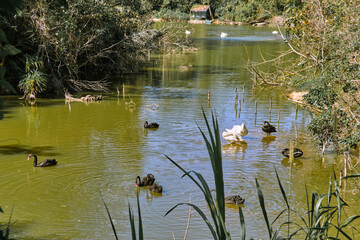 Swans in a pond at Vinpearl Safari and Conservation Park on Phu Quoc Island, Vietnam.