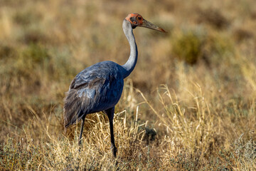 Brolga Crane in Queensland Australia