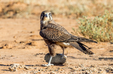 Brown Falcon in Queensland Australia