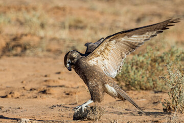 Brown Falcon in Queensland Australia