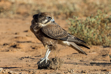 Brown Falcon in Queensland Australia