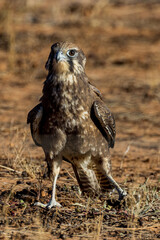 Brown Falcon in Queensland Australia