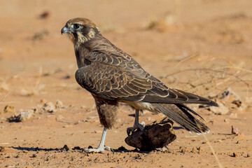 Brown Falcon in Queensland Australia
