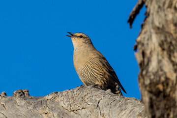 Brown Treecreeper in Queensland Australia