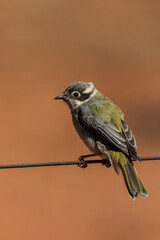 Brown-headed Honeyeater in Queensland Australia
