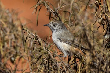 Chestnut-rumped Thornbill in Queensland Australia