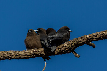 Little Woodswallow in Queensland Australia