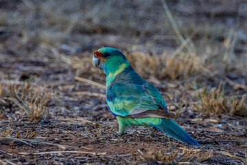 Mallee Ringneck Parrot in Queensland Australia