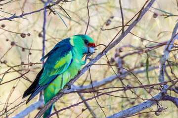 Mallee Ringneck Parrot in Queensland Australia