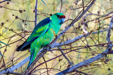 Mallee Ringneck Parrot in Queensland Australia