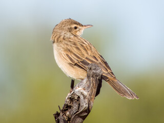 Rufous Songlark in Queensland Australia