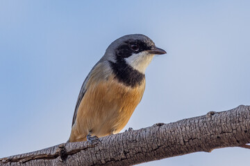 Rufous Whistler in Queensland Australia