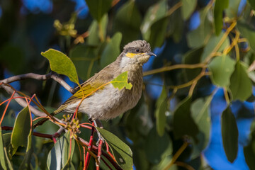 Singing Honeyeater in Queensland Australia