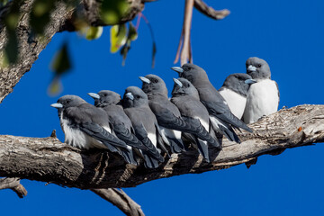 White-breasted Woodswallow in Queensland Australia