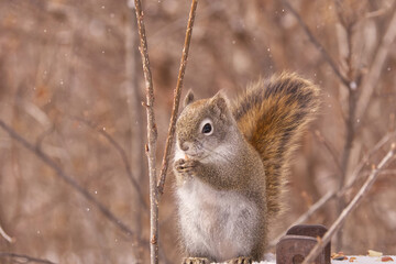 Red Squirrel in the Woods